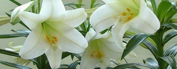 Lilies